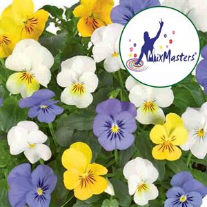 Bild von Viola P12 New Trio Stockholm